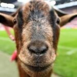 Wild Bandito วิธีเล่น