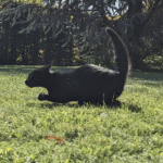 Muay Thai Champion สูตร